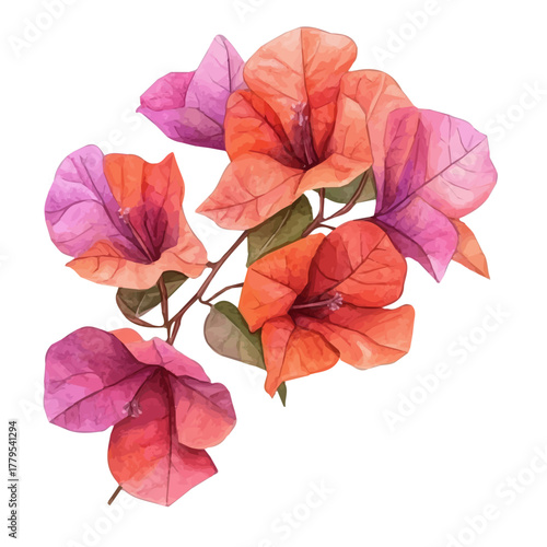 delicately hand-painted with artistic brush strokes, A Watercolor painting of bougainvillea flower, minimal layout, white background, vector EPS. vector illustration