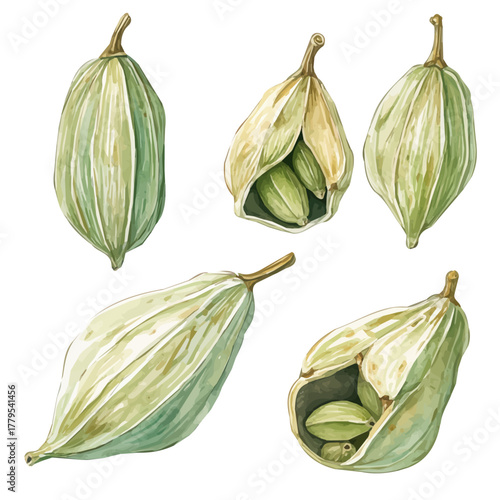 delicately hand-painted with artistic brush strokes, A Watercolor painting of cardamom pods, minimal layout, white background, vector EPS. vector illustration