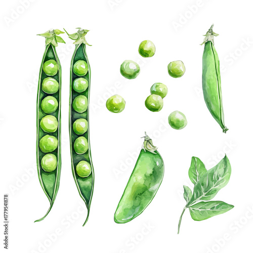 minimal yet artistic elements for creative designs. hand-drawn paint, Simple Illustration, A beautiful painting of green peas set, EPS format, isolated on a white background, watercolor style