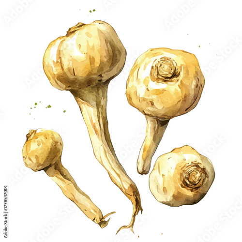 A Watercolor painting of maca root, delicately hand-painted with artistic brush strokes, minimal layout, white background, vector EPS. vector illustration