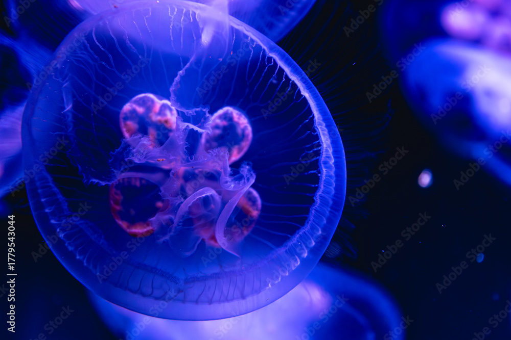 Obraz premium Translucent jellyfish with neon glow. Purple macro.