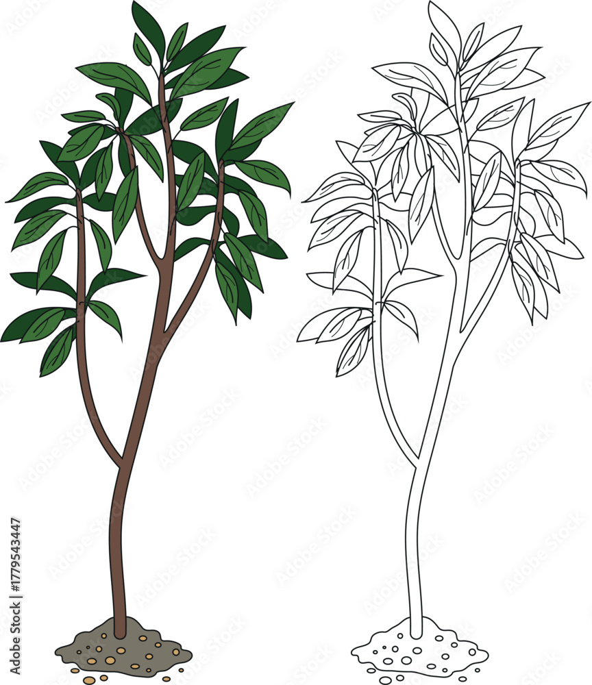 Naklejka premium Coloring page with deciduous tree isolated on white background