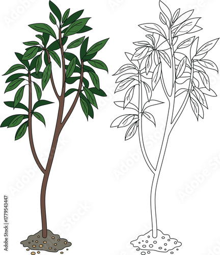  Coloring page with deciduous tree isolated on white background