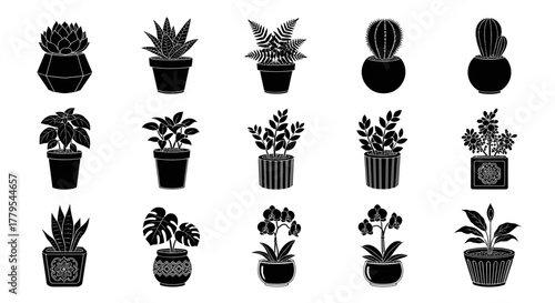 House plants collection for interior decoration, botanical elements in decorative pots