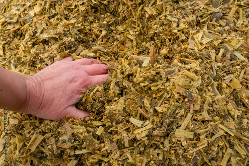 Corn silage for feeding dairy cows
