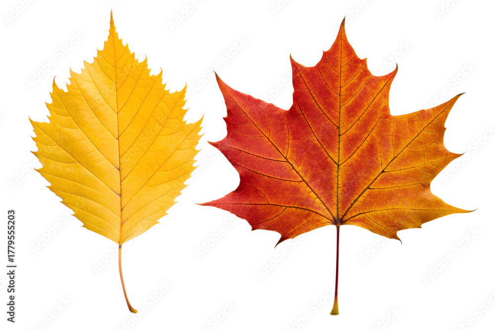 Fototapeta premium Vibrant yellow and rich red autumn leaves, showcasing the beautiful seasonal transition and nature's artistic palette, isolated on a clean white background