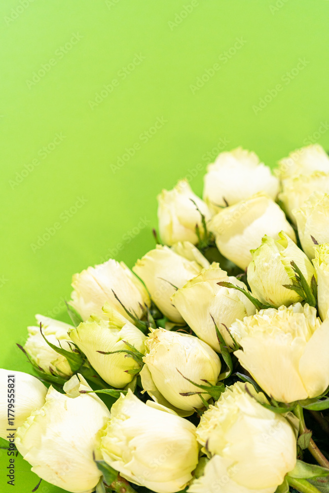 Fototapeta premium White Spray Roses on Green Background
