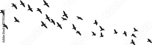 Flock of flying birds silhouette vector isolated on a transparent background. Freedom, nature.