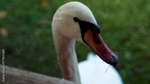 Close-up of swan head with wet beak against blurred green background. Macro wildlife photography. Bird watching and nature observation concept for design and print.