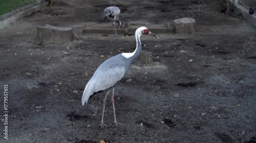 Crane standing on ground in zoo enclosure with another bird in background. Wildlife photography. Ornithology and animal observation concept for design and print.