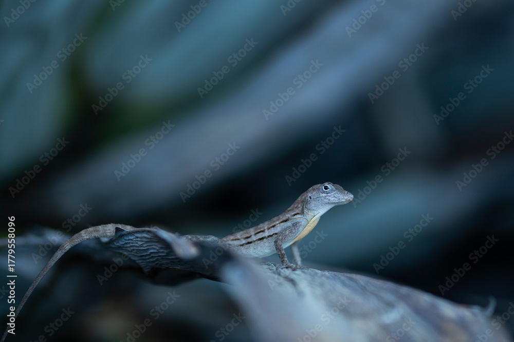 Naklejka premium Eidechse