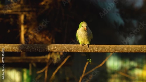 Green parrot sitting on wooden perch in warm sunlight. Close-up wildlife photography. Exotic bird observation and tropical nature concept