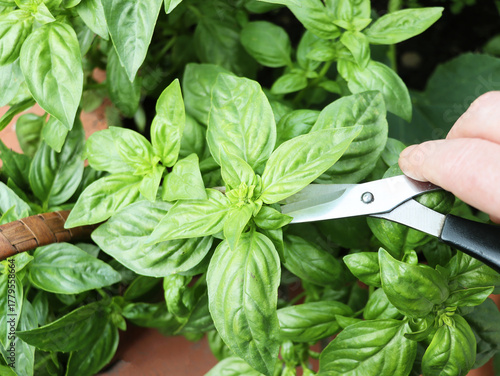Farmer gardener cuts basil with pruner, harvest of green herbs