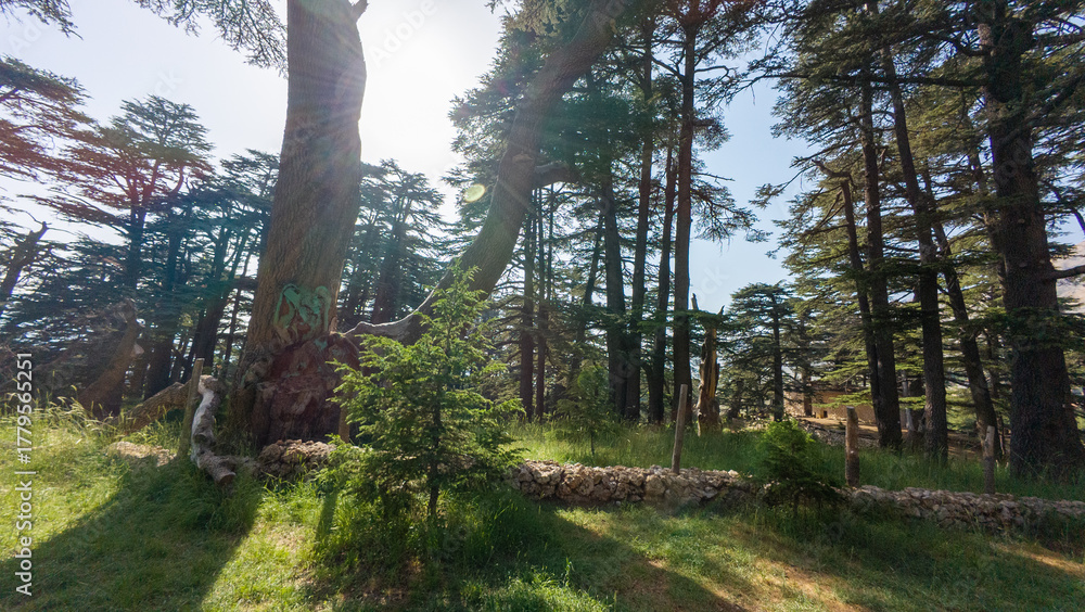 Obraz premium Sunlit Cedar Forest Landscape