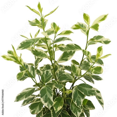 Variegated Green and White Leafy Plant