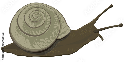 Brown garden snail (gastropod mollusk) with a spiral shell, shown in profile (cut out)