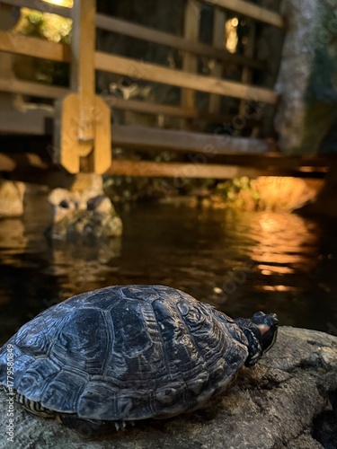 turtles in the water