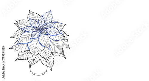 Poinsettia flower line art illustration in blue and white colors  