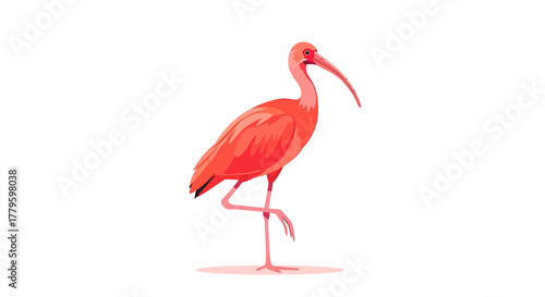 A vibrant illustration of a scarlet ibis standing on one leg against a white background.
