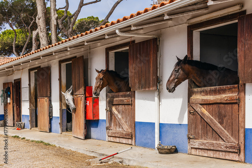 Εκτύπωση καμβά Horses in the stable in a typical Portuguese farm.