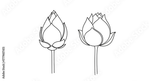 Two delicate floral line art illustrations of budding flower shapes