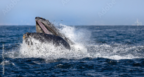 humpback lunge feeding, Santa Barbara, Californiam USA 