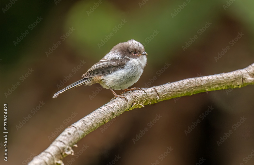 Fototapeta premium Long tailed tit baby perched on a branch