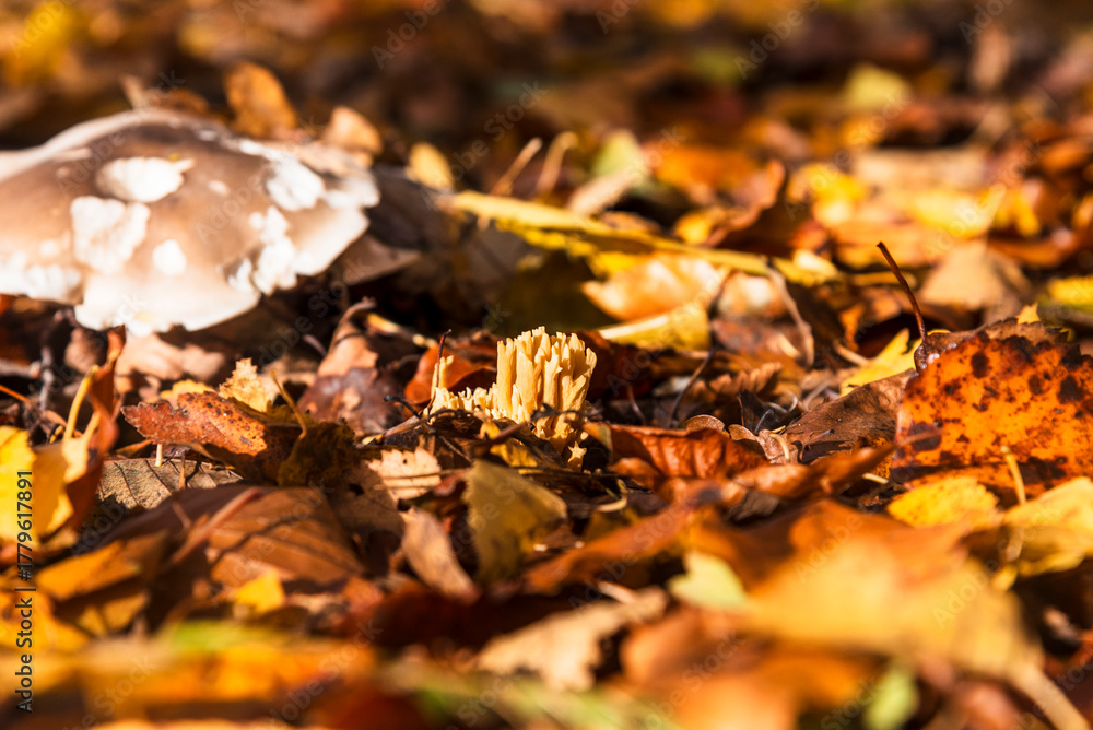 Obraz premium Mushrooms emerging on an autumn forest floor in Poland. The scene is filled with fallen leaves in shades of brown and yellow, creating a natural, earthy backdrop. 