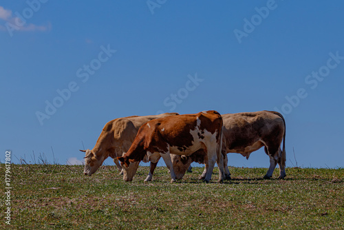 three cows in a field