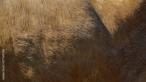 close up of fur texture