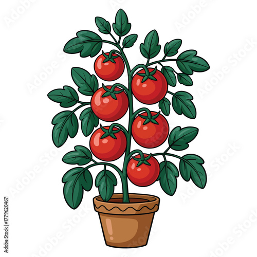 Vector illustration of tomato plant in pot isolated design ideal for gardening, agriculture, plant care, vegetable decoration, or botanical themed projects