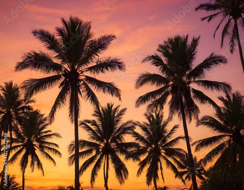 palm tree silhouette at sunset. Silhouette of palm trees at tropical sunrise or sunset