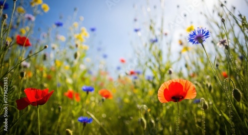 Fototapeta Naklejka Na Ścianę i Meble -  Vibrant summer wildflower meadow under bright blue sky