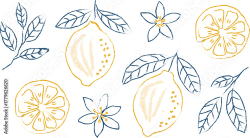 Hand drawn lemon fruits with leaves and flowers. Minimalist line art. Citrus tropical fruits. Italian style. Summer design for pattern, poster, card, cover. Vector modern botanical illustration. 