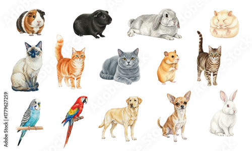 Adorable Watercolor Collection of Domestic Pets and Companion Animals