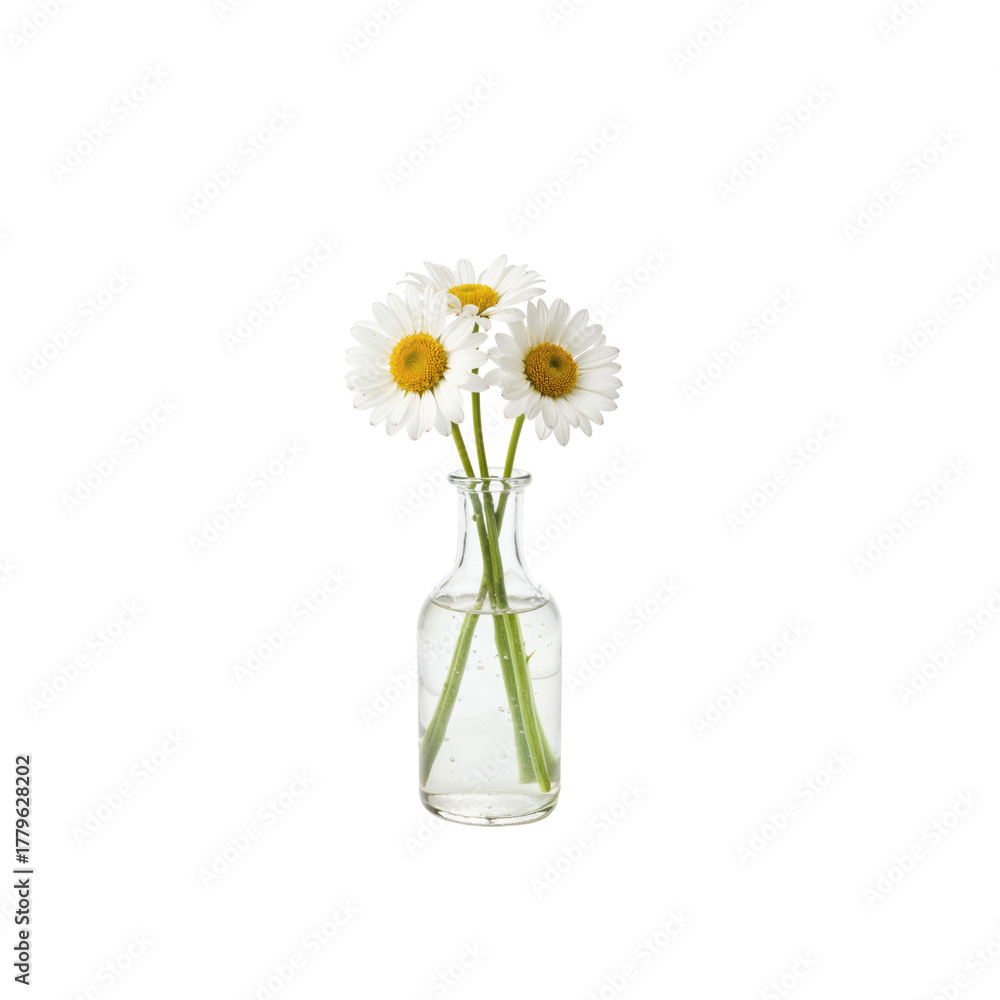 Fototapeta premium Elegant Daisies in Clear Glass Vase, A Timeless Floral Display with Minimalist Simplicity
