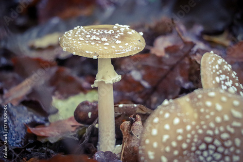 Amanite panthère en forêt