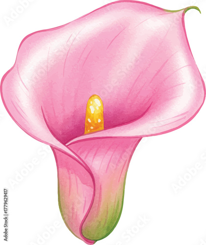 Soft pink lily petals gently unfurling in serene natural light