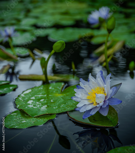 Lily Pond 4