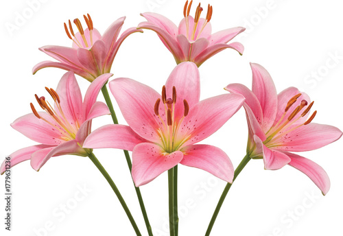 Pink lily flower isolated on white background in full bloom with delicate petals