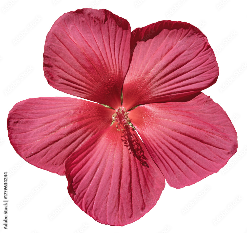 Fototapeta premium Fleur d'Hibiscus moscheutos