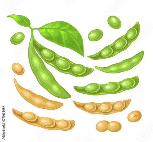 Soybean pod close and open with leaves and seeds. Vector color illustration for menu, web, icon, poster, label. Isolated on white background