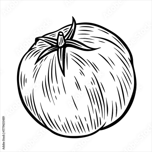 Hand drawn tomato, monochrome engraving, line art style vector illustration