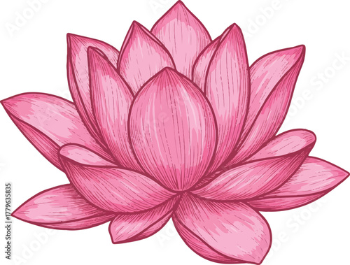 Pink lotus flower and water lily blooming on pond vector illustration