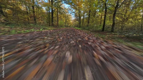 fpv drone flying low and fast over forest path with orange leaves on a sunny autumn day with fall clours in Vosges