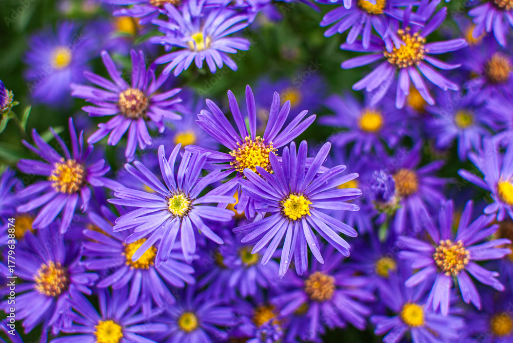 Fototapeta premium Blühende Herbstastern