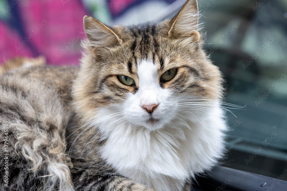 Fototapeta premium Close-Up Portrait of a Sweet Gray and White Cat