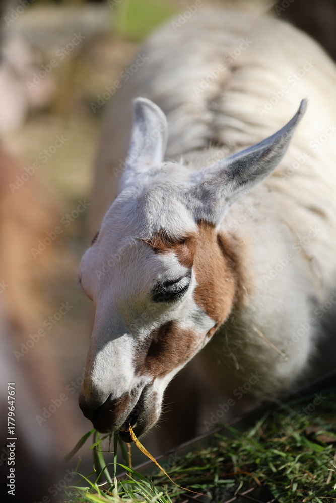 Obraz premium A Llama Grazing on Fresh Green Grass