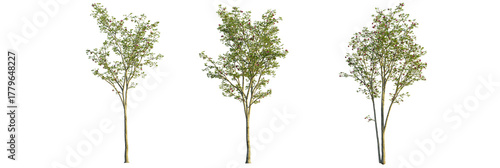 Fotografie Magnolia liliiflora tree, front view, cutout, transparent background, isolate, H