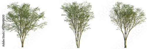 Carpinus turczaninowii tree, front view, cutout, transparent background, isolate, Set of three trees with leafy green foliage for landscaping designs